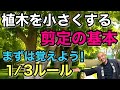 ㊗️36万回視聴：【2/3を残せば安心！】庭木を小さくする剪定の基本／不要枝は気にせず植木の高さを低くできます！