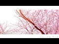 002 | Sakura Memories 【Original Instumental】フリーBGM