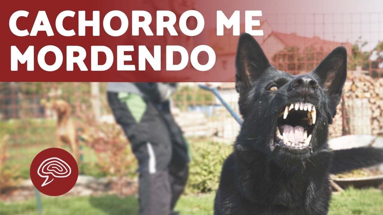 O que SIGNIFICA sonhar com MORDIDA de CACHORRO 🐶⚠️ (Significado de ...