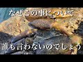 【エギング】見えイカを相手にしない事やロッドを送る事の大切さ