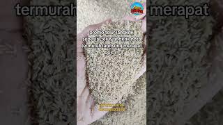 promo telur jangkrik sepesial telur jangkrik nota termurah langsung merapat bolo ! #ternakjangkrik