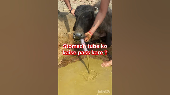 Impaction of rumen l Recurrent Tympani l bloat l Anorexia l dr umar khan