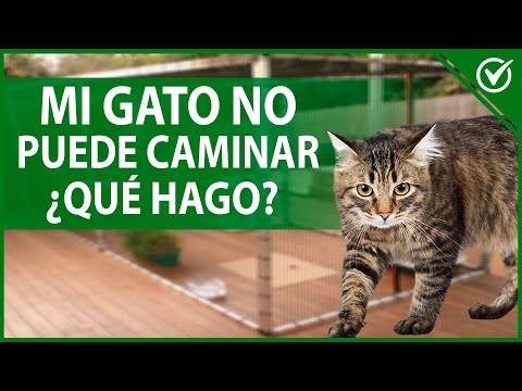 Video: Qué Hacer Si Le Quitan Las Patas Traseras A Un Gato
