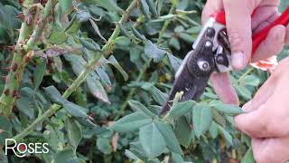 Rose Pruning. What do they mean by 5 leaves?