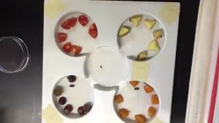 Pill Bug Experiment