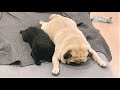 AWW SOO Cute and Funny Pug Puppies - Funniest Pug Ever #7