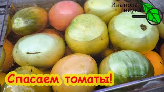 видео: СПАСАЕМ ТОМАТЫ КАК ЛЕГКО И БЫСТРО ИЗБАВИТЬСЯ ОТ ФИТОФТОРЫ после уборки томатов. Ускоряем покраснение картинка: СПАСАЕМ ТОМАТЫ КАК ЛЕГКО И БЫСТРО ИЗБАВИТЬСЯ ОТ ФИТОФТОРЫ после уборки томатов. Ускоряем покраснение