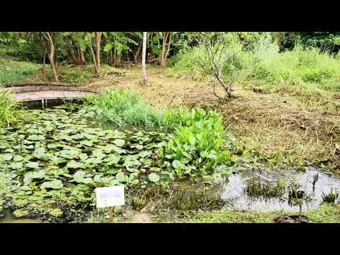 桃園【好時節休閒農場】稻田.生態池