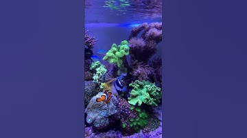 Reef Tank ( KEEPING NANO REEF TANKS IS FUN)