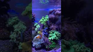 Reef Tank ( KEEPING NANO REEF TANKS IS FUN)