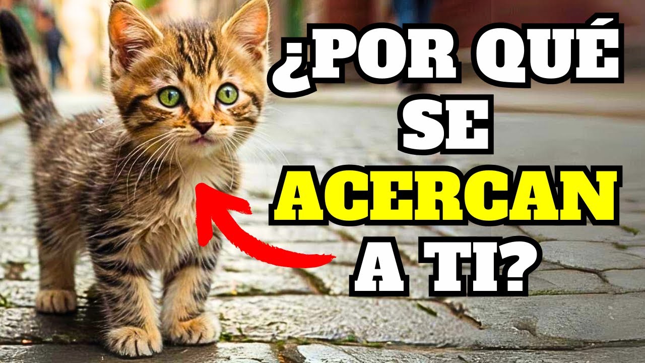 ¿POR QUÉ  ALGUNAS PERSONAS ATRAEN A  LOS GATOS?  9 factores que te hacen irresistible para los GATOS