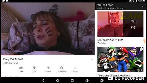 Every cat at 3am all videos