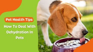 How To Deal With Dehydration In Pets