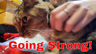 Rescued kitty daily caretaking live stream