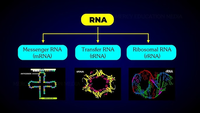 Rrna Diagram