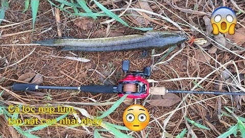 Câu cá lóc đồng bằng nhái gỗ | Mồi Lucky Frog Thái Lan | Câu cá mồi giả Vlog