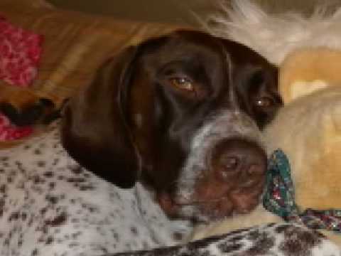 German Shorthaired Pointer- Libby's Slideshow