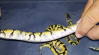 Follow Up! Clutch #13 - Shatter Male X Enchi Firefly 🔥 female