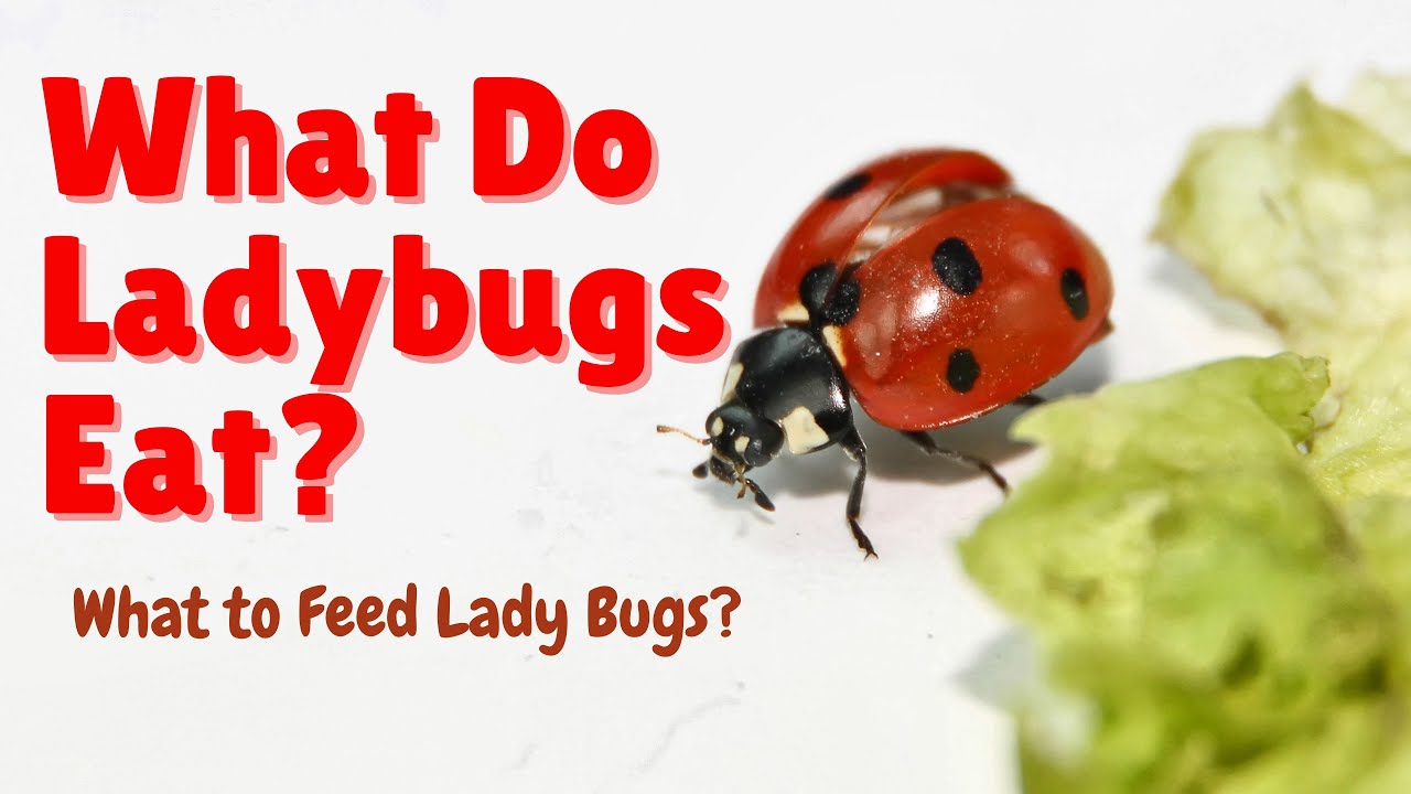 What Do Ladybugs Eat What Do Ladybirds Eat What To Feed Ladybugs 