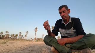 الخبيث الاسود مع خبير الأعشاب العراقي حيدر كوبرا العراقي