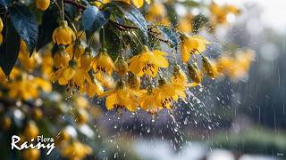 Soft Rain on Yellow Flower in the Garden 💐🌧️ Nature Sounds for Sleep, Study & Focut screenshot 5
