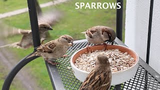 Sparrows eat  and fight.