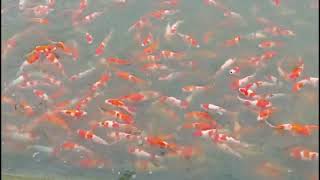 Watch massive crowed beautiful koi fish. Good wishes for happiness and luck. by Iris Shine 524 views 6 months ago 1 minute, 10 seconds
