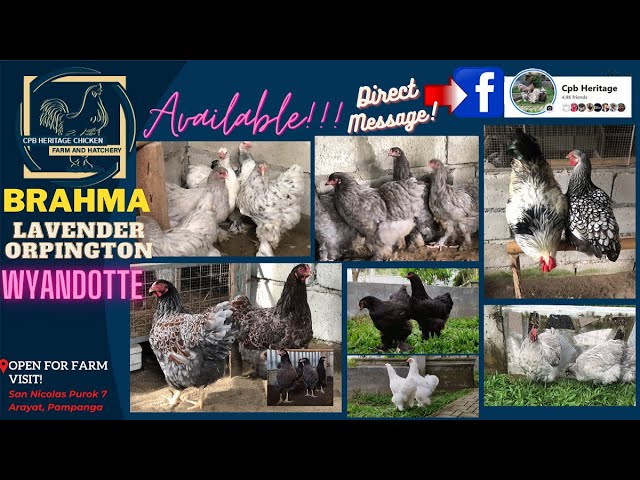 AVAILABLE HREITAGE CHICKEEN, OCTOBER 2022, BRAHMA, LAVENDER ORPINGTON