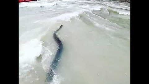 wild river adventure Jim Corbett