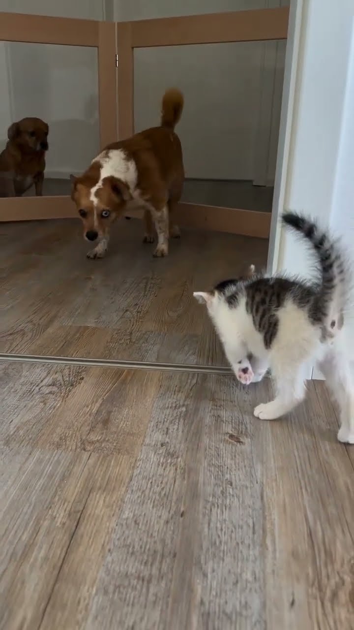 Très drôle le petite chaton #cat ???????????
