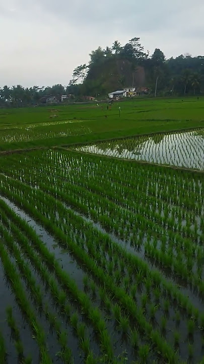 Mapay Jalan Satapak Di Tengah Sawah | Pedesaan Sunda #suasanapedesaan #shortvideo