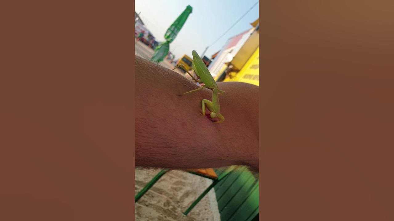 Что делать если укусил богомол. Что делать если укусил богомол. Богомол кусает. Что делать если укусил богомол. Что делать если укусил богомол.