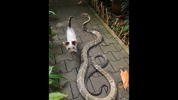 Snake and Kitty #kitty #wildlife #wildliferescue #snake #cats #shortsyoutube
