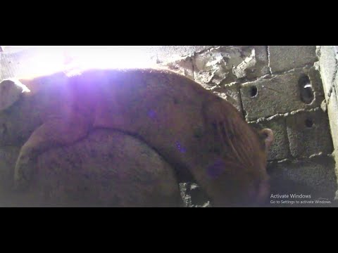 კერატი არ წვდება დედაღორს? რა გავაკეთოთ ამისთვის