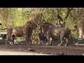 Lion fight rare sightinggir jungle safari incredible girnationalpark male lion asiatic