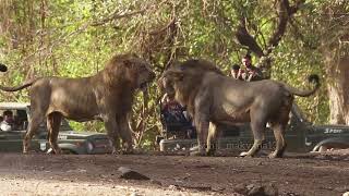 Lion fight Rare sighting//Gir jungle safari /incredible video #girnationalpark #male lion #Asiatic