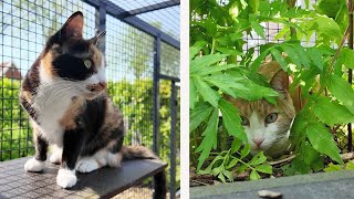 A Sunny Day With The Catio Girls