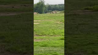 1200 Yard shot with 6.5 Creedmore at K and M Precision Rifle Training.#longrangeshooting
