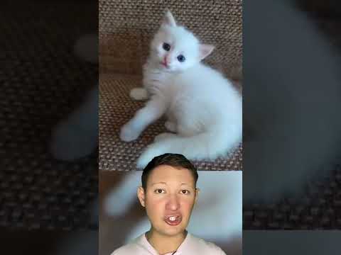Девушка купила на рынке котёнка, но он оказался лесной кошкой