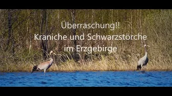 Kraniche und Schwarzstörche im Erzgebirge - Eine Frühlingswanderung - Wildvögel / Zugvögel