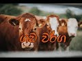 ගව වර්ග /cattle breed