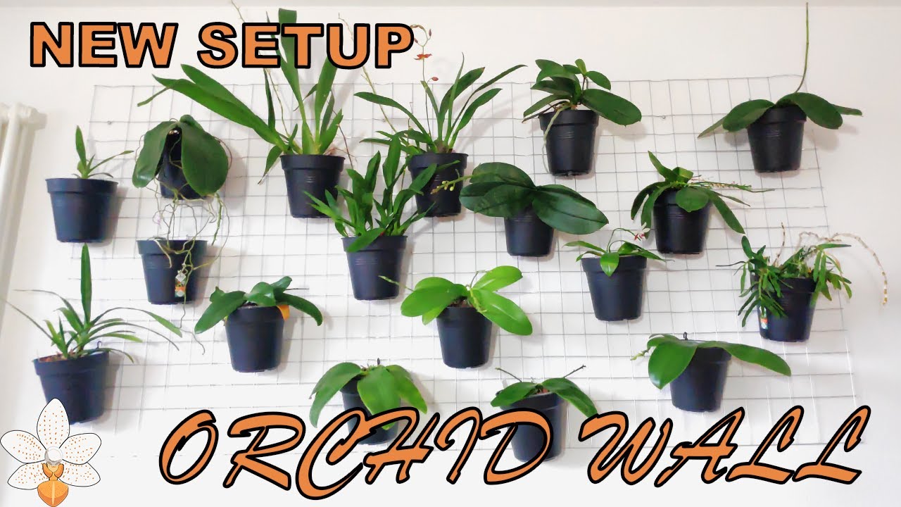 Introducing the Orchid Wall