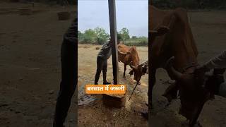 बरसात में जरूरीगाय में HS वैक्सीन कैसे लगाते हैं?हर पशुपालक जरूर देखे | गाय #newsong #viralshort