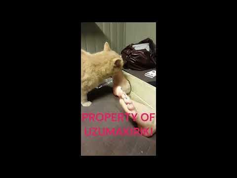 Cat Licking Girl Feet 1.