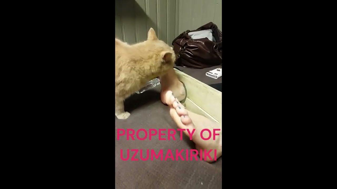 Cat Licking Girl Feet 1. YouTube