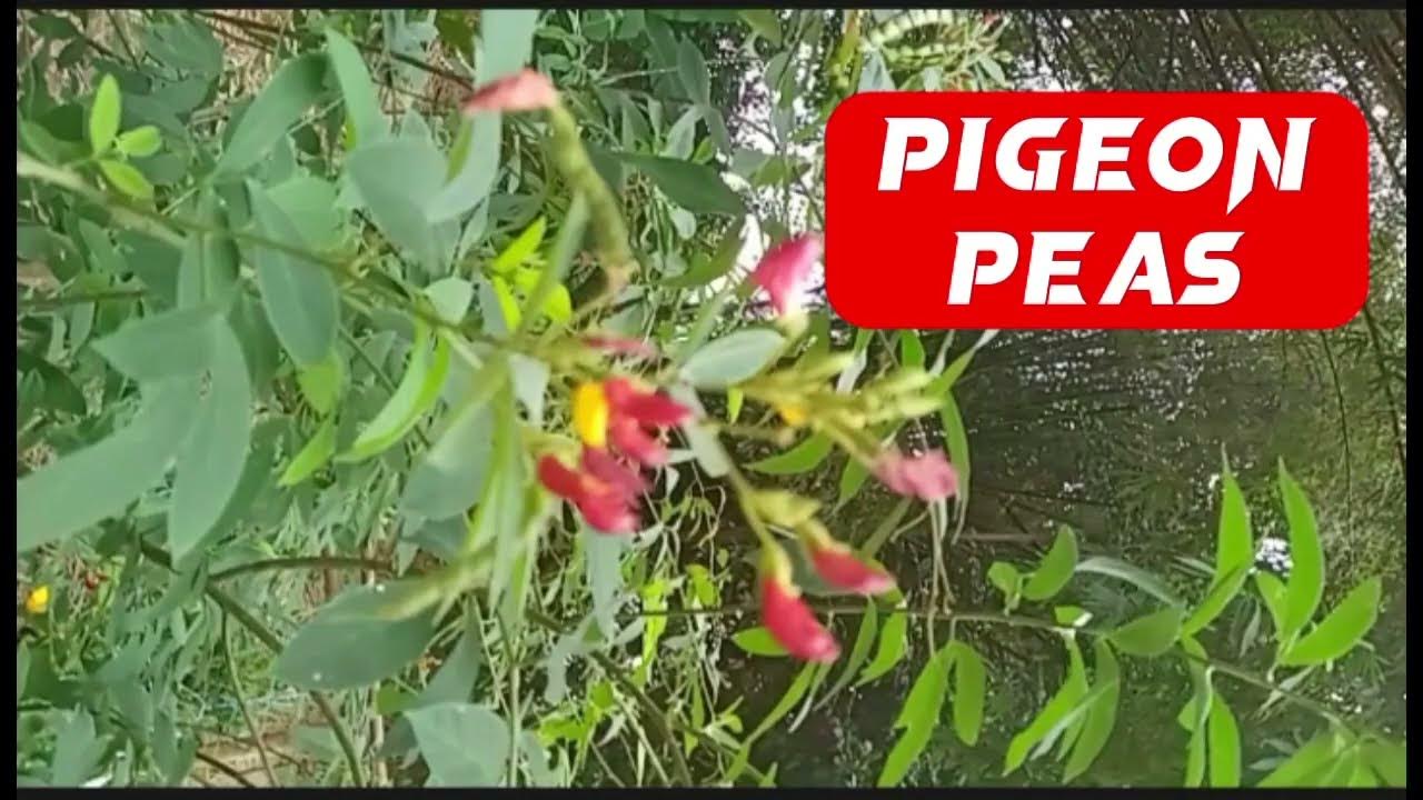 How To Grow Pigeon PeasFrom seed to HarvestBenefits YouTube
