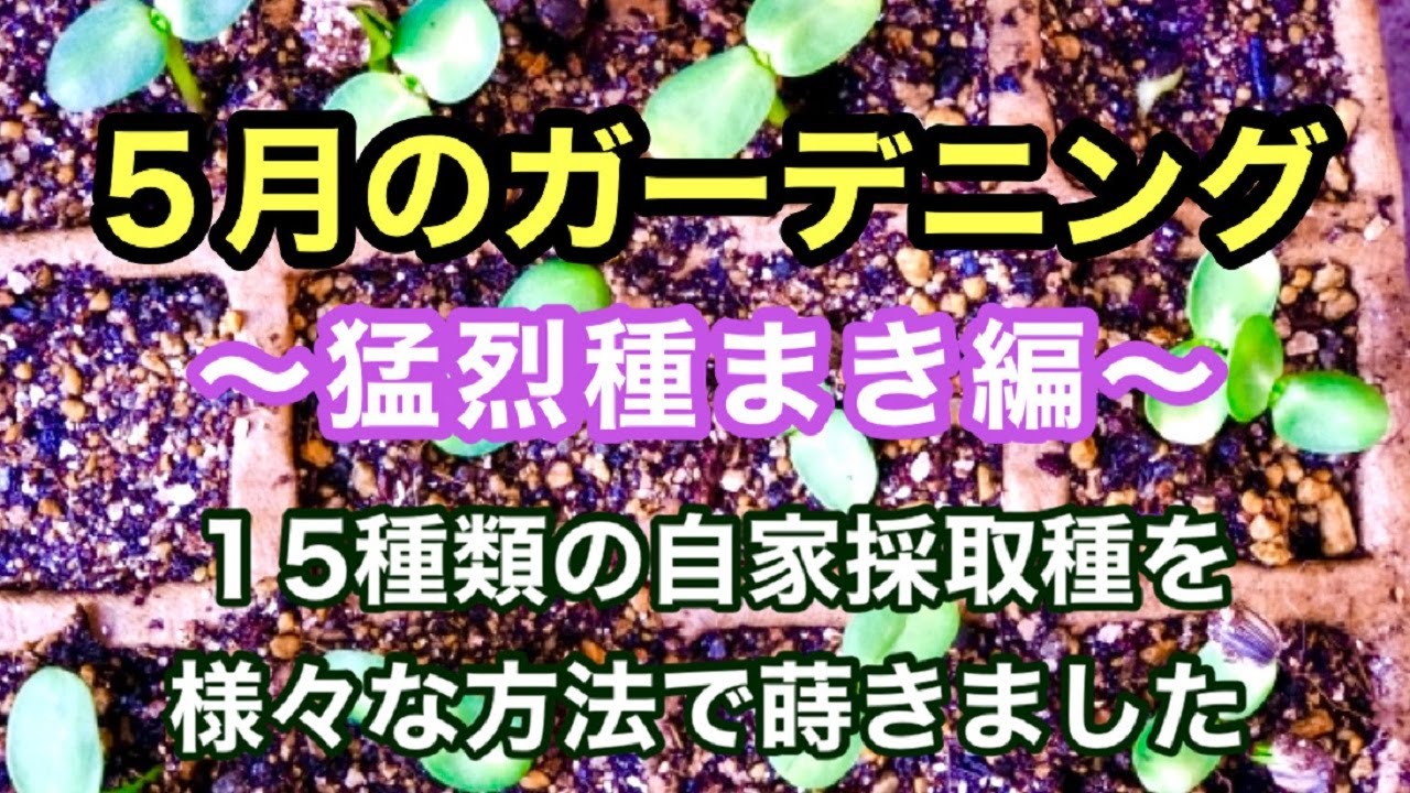 ガーデニングを楽しもう セルトレー 土ポット ピートバンなどを使って１５種類の自家採取種を蒔いた様子をまとめた動画です ガーデニング 種蒔き Youtube