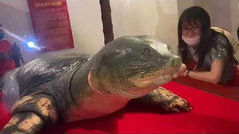 Thăm Cụ Rùa tại Đền Ngọc Sơn, Hồ Gươm, Hà Nội |Mrs Thơ