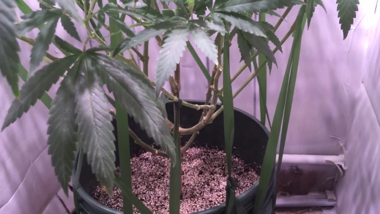 Update: Happy organic indoor weed in the 802. Critical Hog, New York City Diesel.