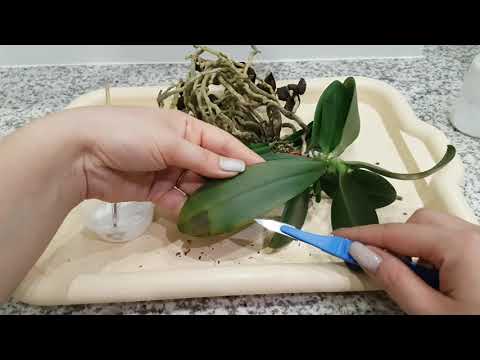 БЕДА приходит откуда её не ждёшь! СОХНУТ корни у орхидеи от основания. Ризоктониоз у орхидеи